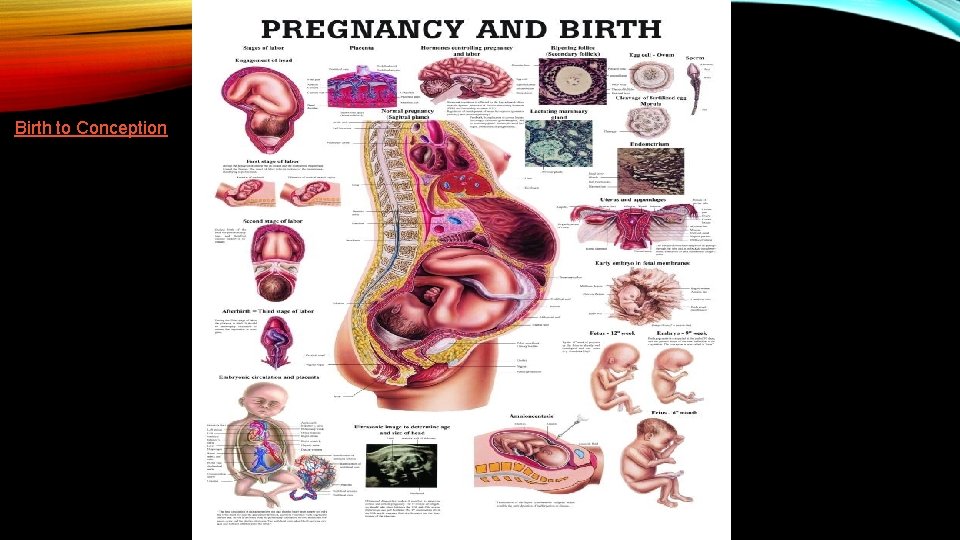 Birth to Conception 