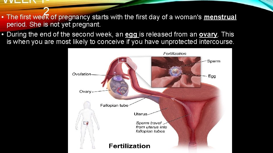 WEEK 12 • The first week of pregnancy starts with the first day of
