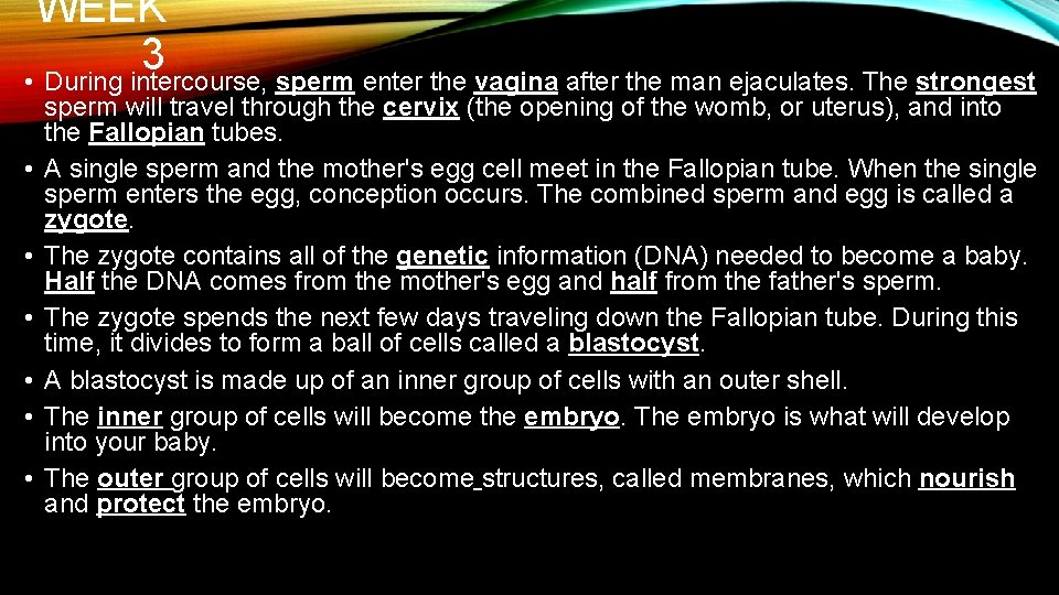 WEEK 3 • During intercourse, sperm enter the vagina after the man ejaculates. The