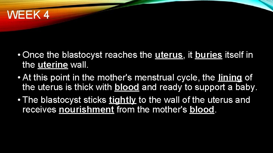 WEEK 4 • Once the blastocyst reaches the uterus, it buries itself in the