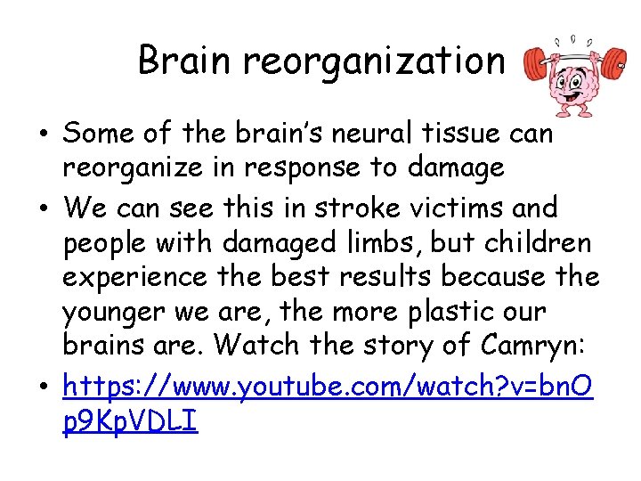 Brain reorganization • Some of the brain’s neural tissue can reorganize in response to