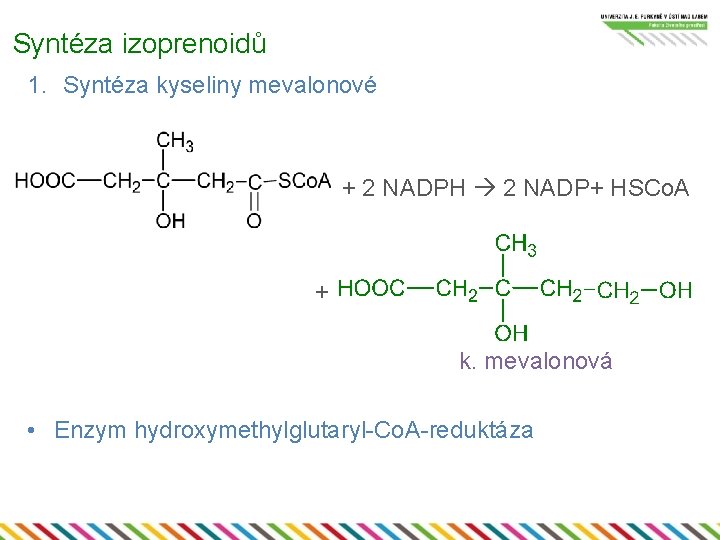 Syntéza izoprenoidů 1. Syntéza kyseliny mevalonové + 2 NADPH 2 NADP+ HSCo. A +