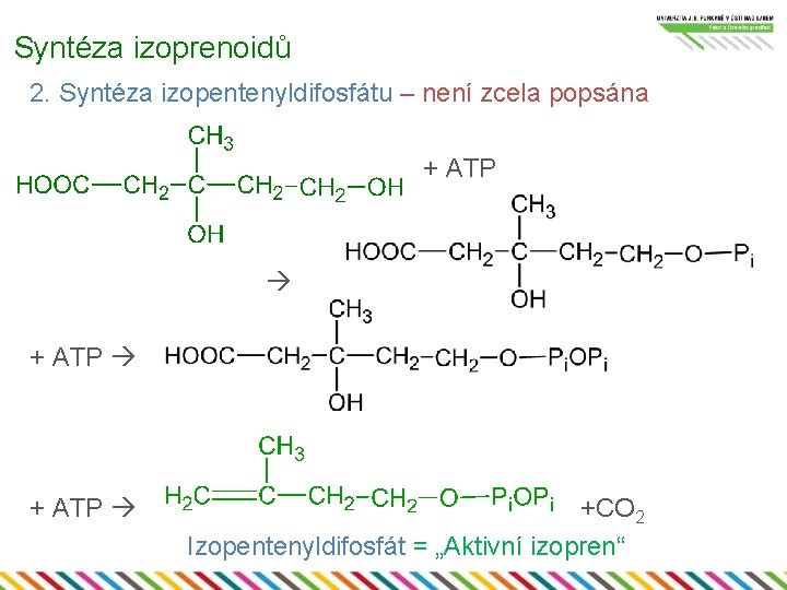 Syntéza izoprenoidů 2. Syntéza izopentenyldifosfátu – není zcela popsána + ATP +CO 2 Izopentenyldifosfát