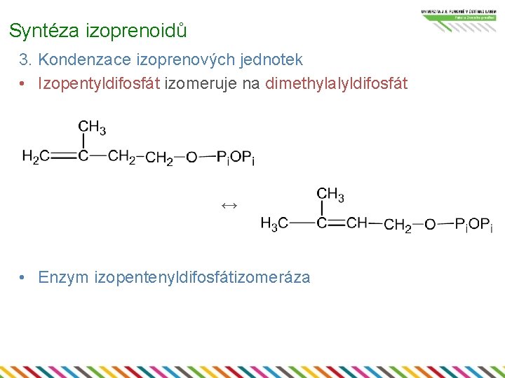 Syntéza izoprenoidů 3. Kondenzace izoprenových jednotek • Izopentyldifosfát izomeruje na dimethylalyldifosfát ↔ • Enzym