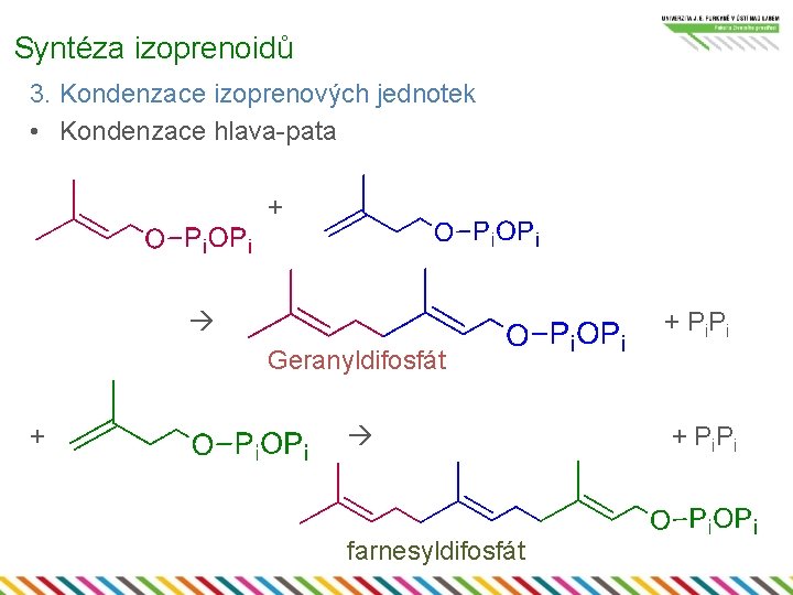 Syntéza izoprenoidů 3. Kondenzace izoprenových jednotek • Kondenzace hlava-pata + + P i Geranyldifosfát