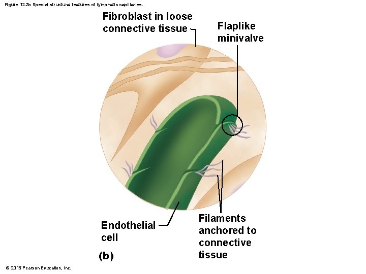 Figure 12. 2 b Special structural features of lymphatic capillaries. Fibroblast in loose connective