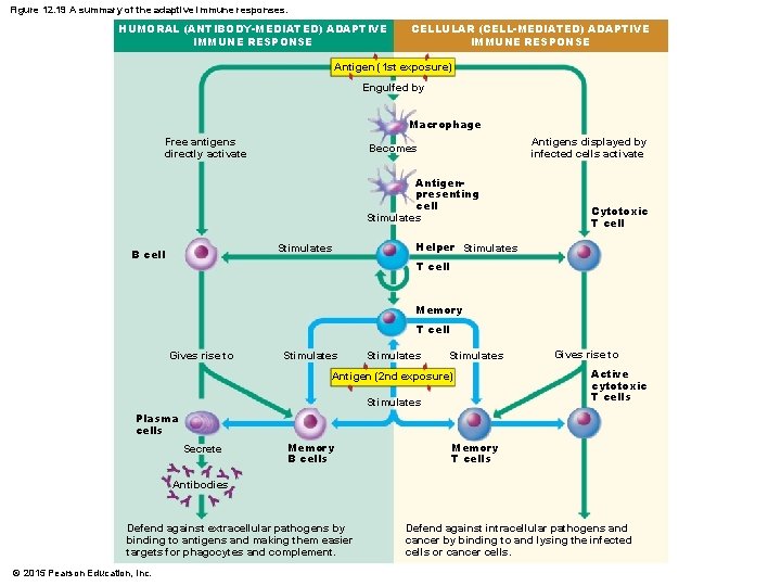 Figure 12. 19 A summary of the adaptive immune responses. HUMORAL (ANTIBODY-MEDIATED) ADAPTIVE IMMUNE