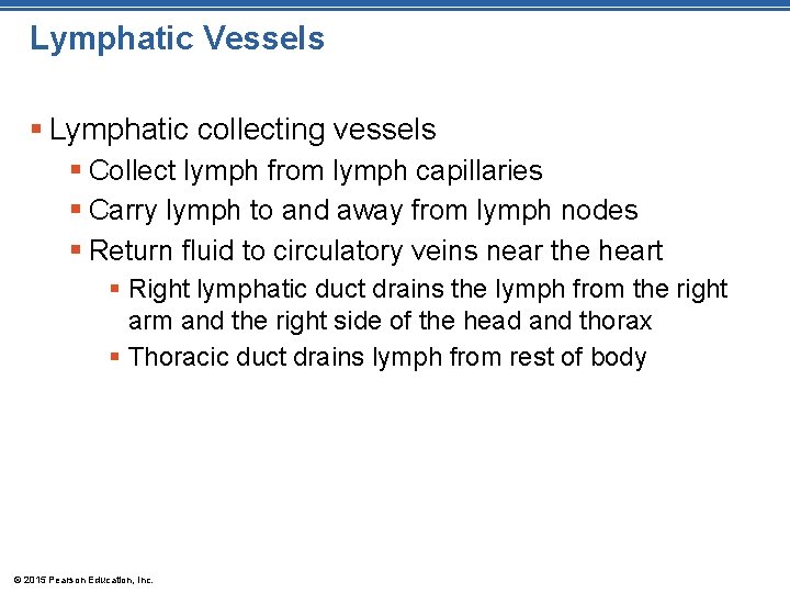 Lymphatic Vessels § Lymphatic collecting vessels § Collect lymph from lymph capillaries § Carry