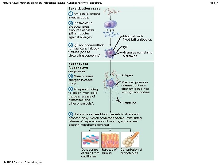 Figure 12. 20 Mechanism of an immediate (acute) hypersensitivity response. Slide 1 Sensitization stage