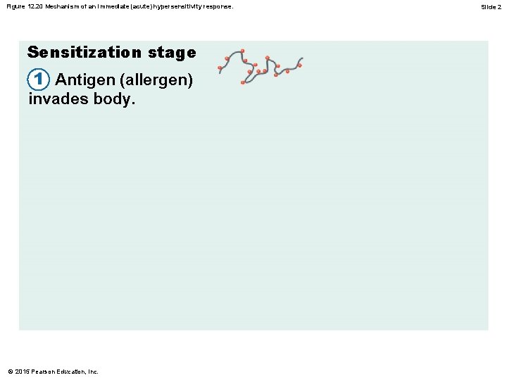 Figure 12. 20 Mechanism of an immediate (acute) hypersensitivity response. Sensitization stage 1 Antigen