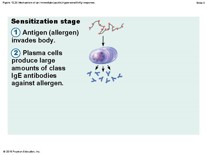 Figure 12. 20 Mechanism of an immediate (acute) hypersensitivity response. Sensitization stage 1 Antigen