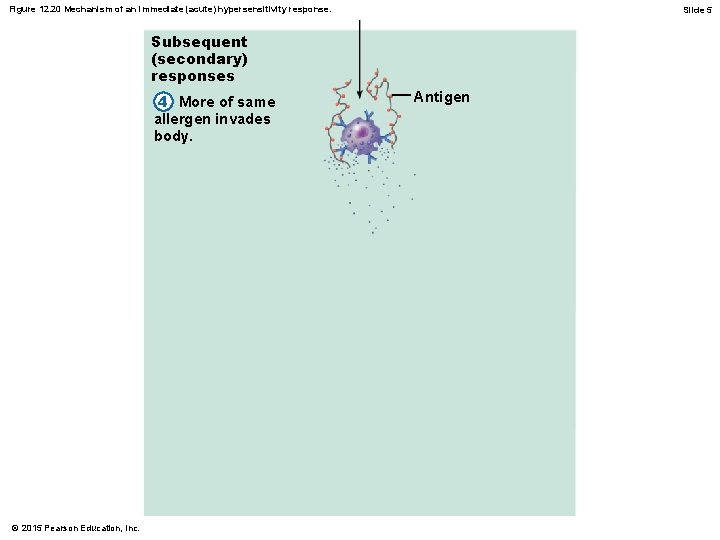 Figure 12. 20 Mechanism of an immediate (acute) hypersensitivity response. Slide 5 Subsequent (secondary)