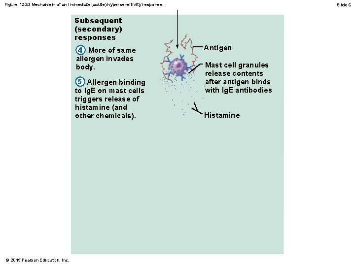 Figure 12. 20 Mechanism of an immediate (acute) hypersensitivity response. Slide 6 Subsequent (secondary)