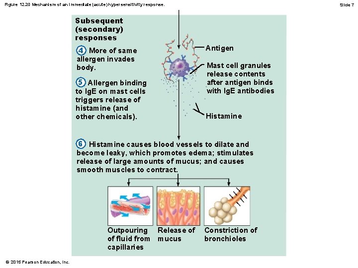 Figure 12. 20 Mechanism of an immediate (acute) hypersensitivity response. Slide 7 Subsequent (secondary)