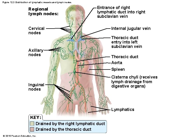 Figure 12. 3 Distribution of lymphatic vessels and lymph nodes. Regional lymph nodes: Entrance