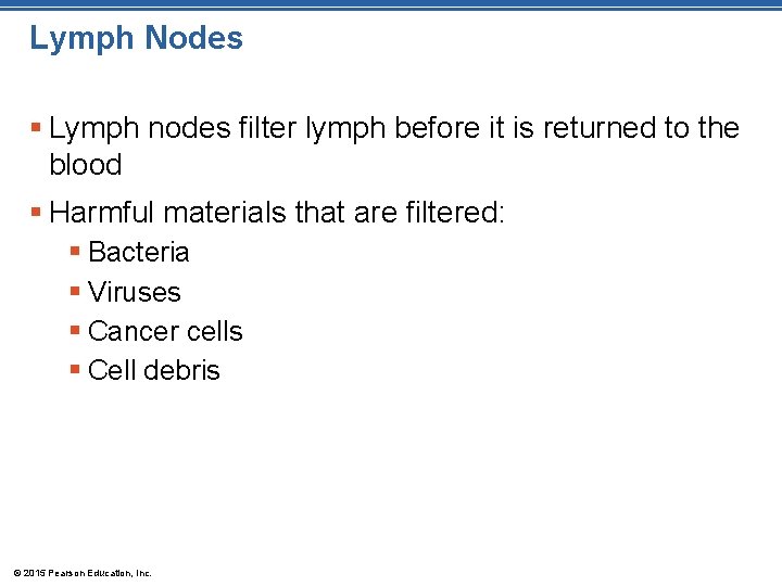 Lymph Nodes § Lymph nodes filter lymph before it is returned to the blood