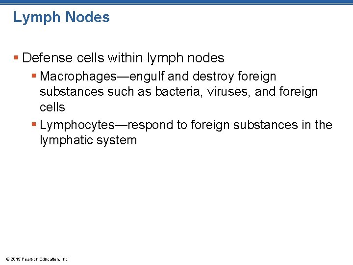 Lymph Nodes § Defense cells within lymph nodes § Macrophages—engulf and destroy foreign substances