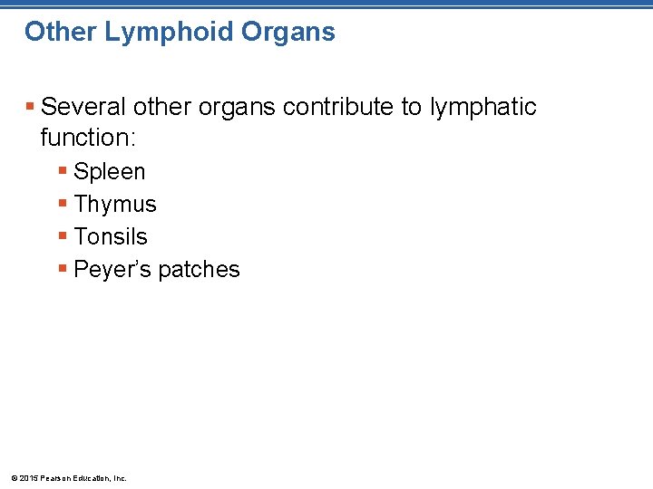 Other Lymphoid Organs § Several other organs contribute to lymphatic function: § Spleen §