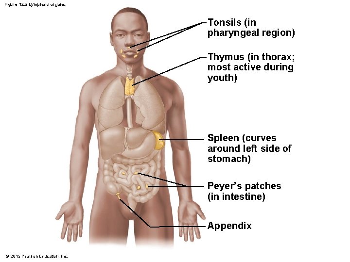 Figure 12. 5 Lymphoid organs. Tonsils (in pharyngeal region) Thymus (in thorax; most active