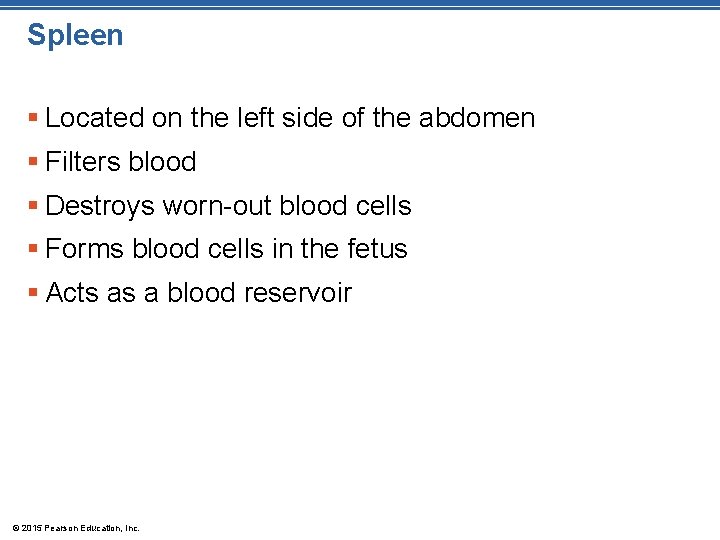 Spleen § Located on the left side of the abdomen § Filters blood §