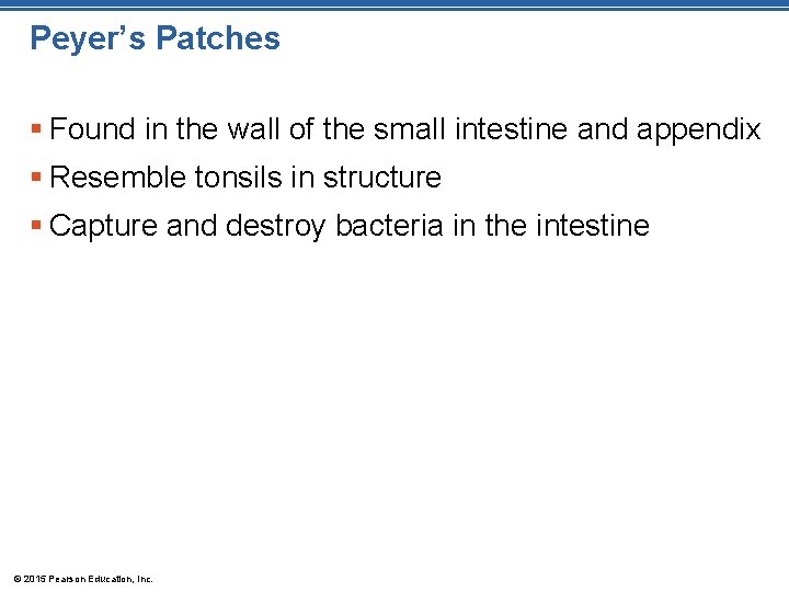 Peyer’s Patches § Found in the wall of the small intestine and appendix §