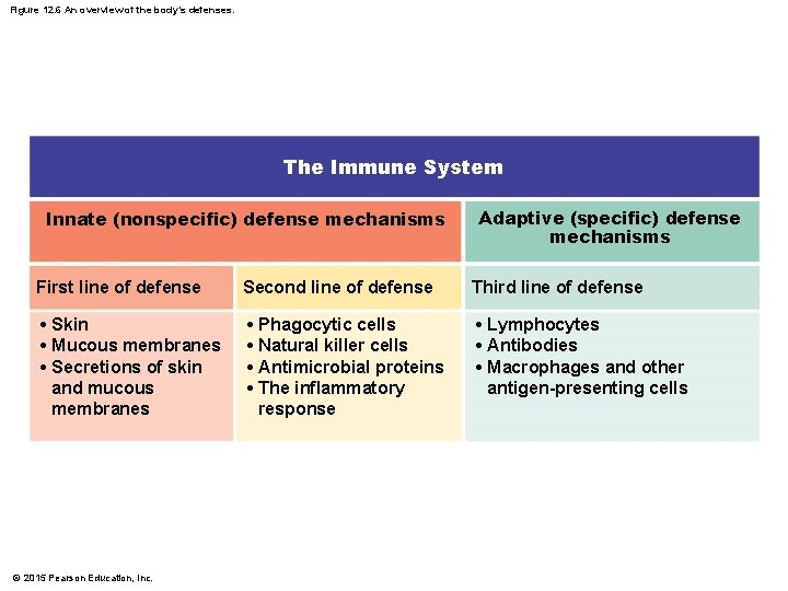 Figure 12. 6 An overview of the body’s defenses. The Immune System Innate (nonspecific)