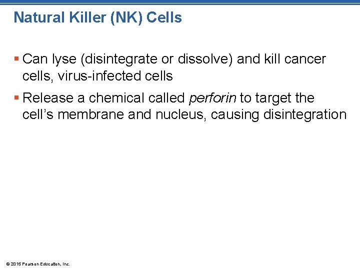 Natural Killer (NK) Cells § Can lyse (disintegrate or dissolve) and kill cancer cells,