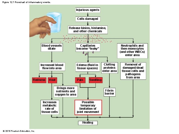 Figure 12. 7 Flowchart of inflammatory events. Injurious agents Cells damaged Release kinins, histamine,