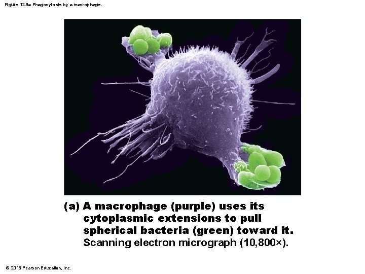 Figure 12. 9 a Phagocytosis by a macrophage. (a) A macrophage (purple) uses its