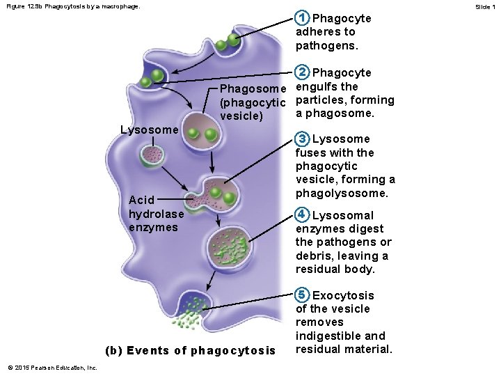 Figure 12. 9 b Phagocytosis by a macrophage. 1 Phagocyte adheres to pathogens. 2
