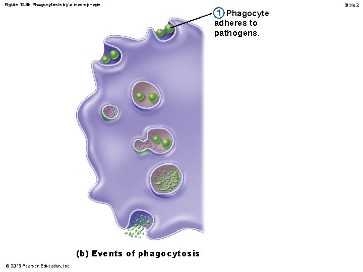 Figure 12. 9 b Phagocytosis by a macrophage. (b) Events of phagocytosis © 2015