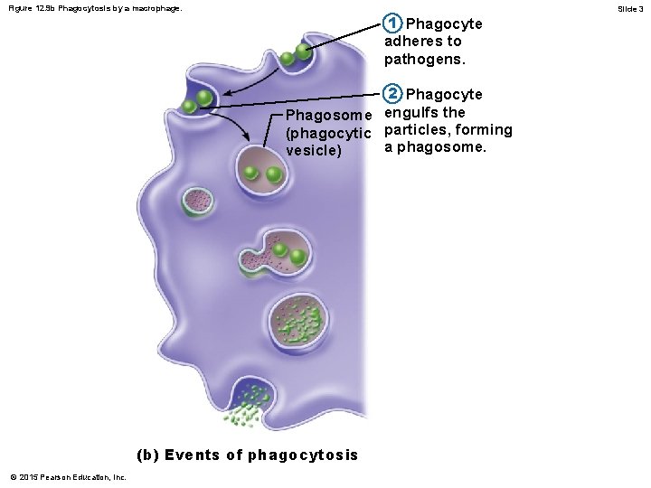 Figure 12. 9 b Phagocytosis by a macrophage. 1 Phagocyte adheres to pathogens. 2