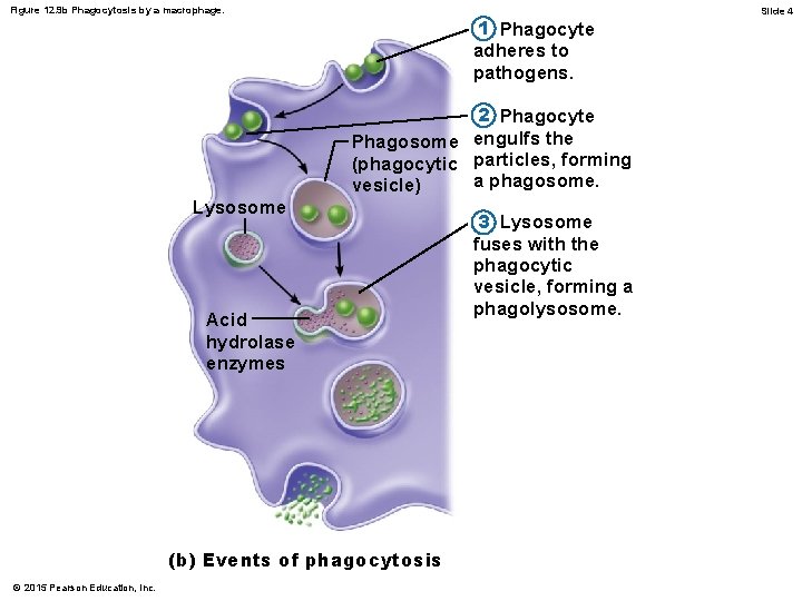 Figure 12. 9 b Phagocytosis by a macrophage. 1 Phagocyte adheres to pathogens. 2