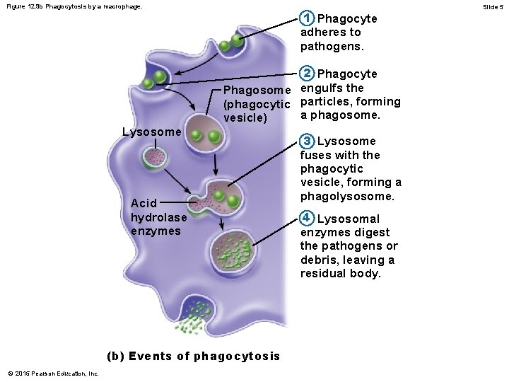 Figure 12. 9 b Phagocytosis by a macrophage. 1 Phagocyte adheres to pathogens. 2