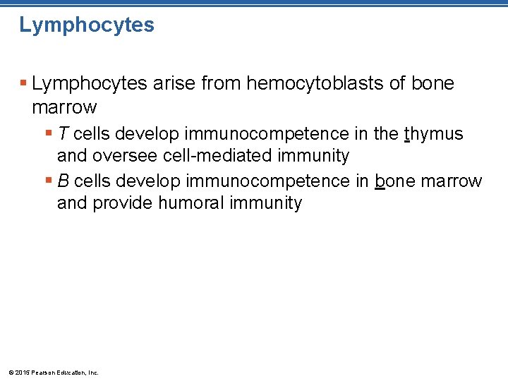 Lymphocytes § Lymphocytes arise from hemocytoblasts of bone marrow § T cells develop immunocompetence