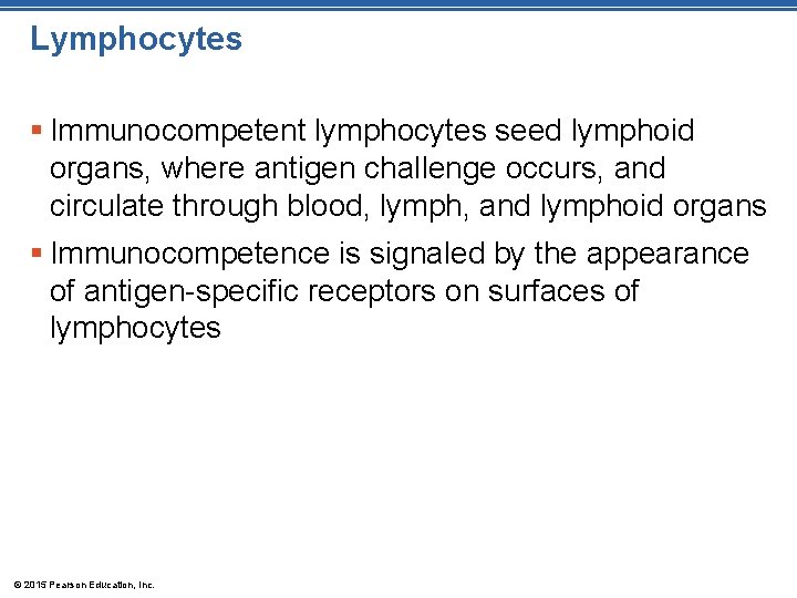 Lymphocytes § Immunocompetent lymphocytes seed lymphoid organs, where antigen challenge occurs, and circulate through