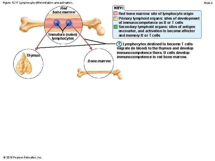 Figure 12. 11 Lymphocyte differentiation and activation. Slide 2 KEY: Red bone marrow: site