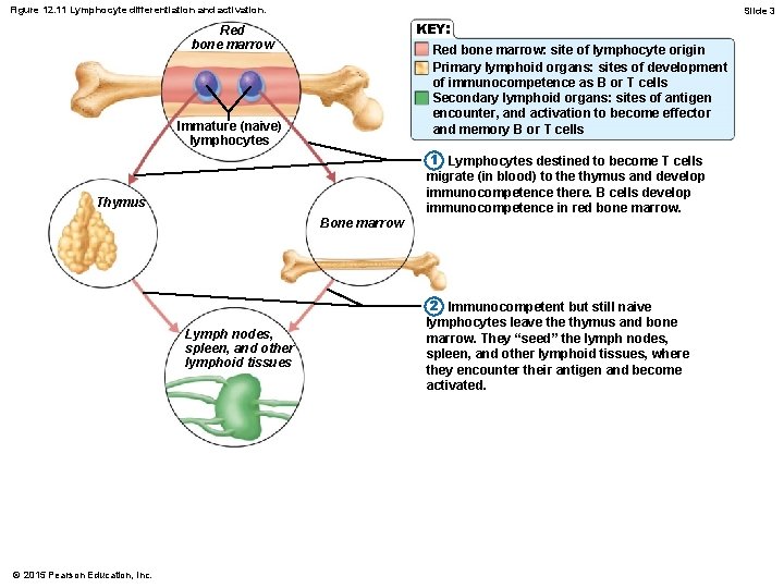 Figure 12. 11 Lymphocyte differentiation and activation. Slide 3 KEY: Red bone marrow: site