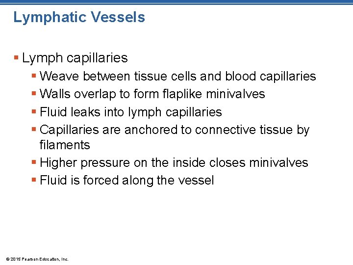 Lymphatic Vessels § Lymph capillaries § Weave between tissue cells and blood capillaries §
