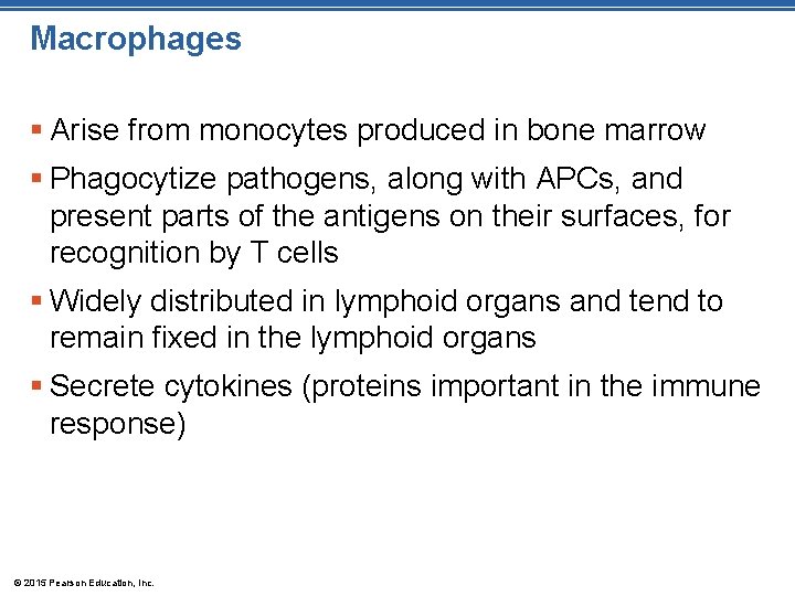 Macrophages § Arise from monocytes produced in bone marrow § Phagocytize pathogens, along with