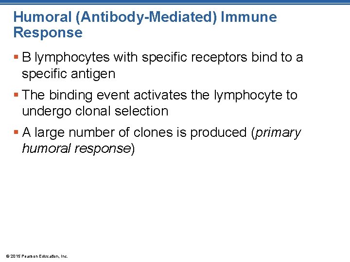 Humoral (Antibody-Mediated) Immune Response § B lymphocytes with specific receptors bind to a specific
