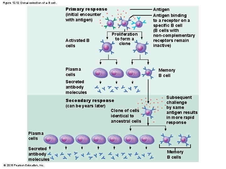 Figure 12. 12 Clonal selection of a B cell. Primary response (initial encounter with