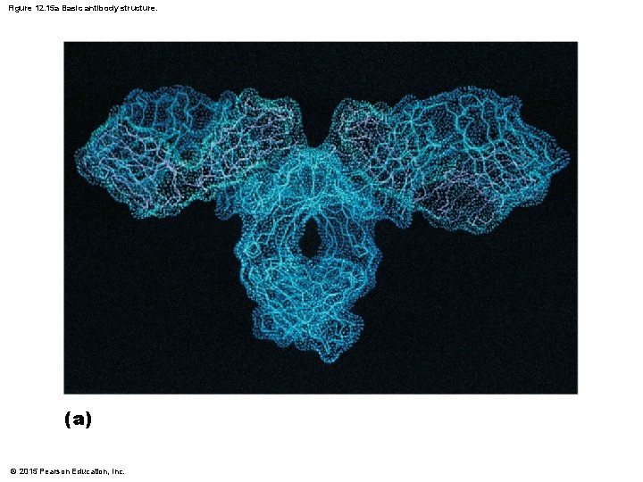 Figure 12. 15 a Basic antibody structure. (a) © 2015 Pearson Education, Inc. 