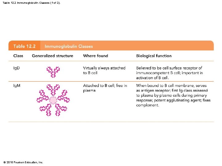 Table 12. 2 Immunoglobulin Classes (1 of 2). © 2015 Pearson Education, Inc. 