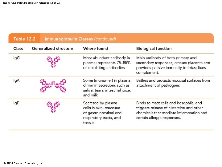 Table 12. 2 Immunoglobulin Classes (2 of 2). © 2015 Pearson Education, Inc. 