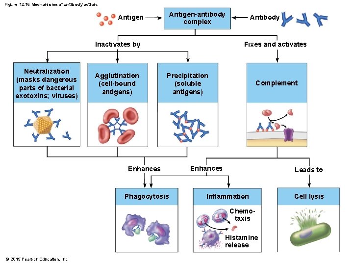 Figure 12. 16 Mechanisms of antibody action. Antigen-antibody complex Antigen Inactivates by Neutralization (masks