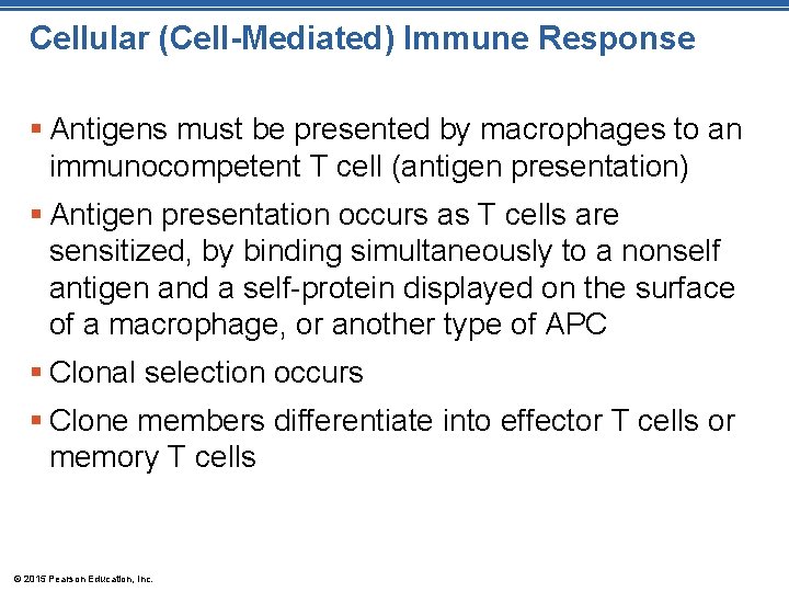 Cellular (Cell-Mediated) Immune Response § Antigens must be presented by macrophages to an immunocompetent