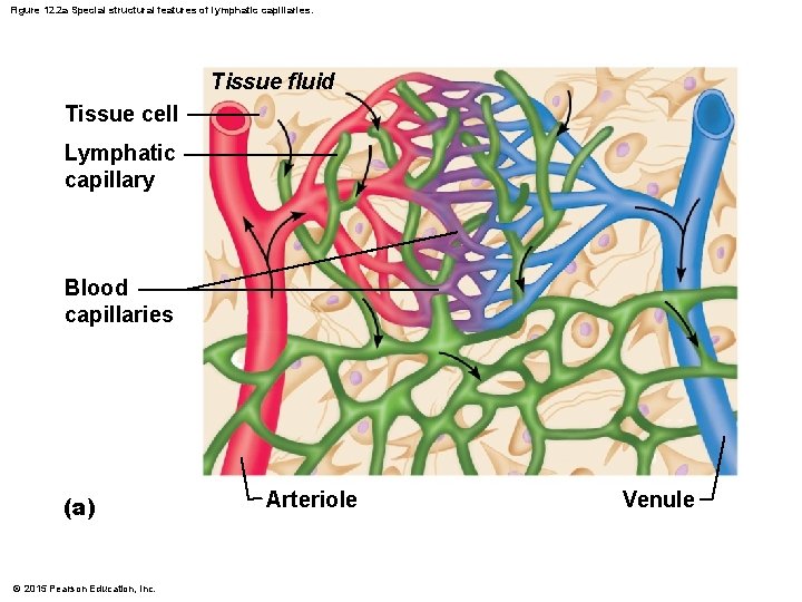 Figure 12. 2 a Special structural features of lymphatic capillaries. Tissue fluid Tissue cell