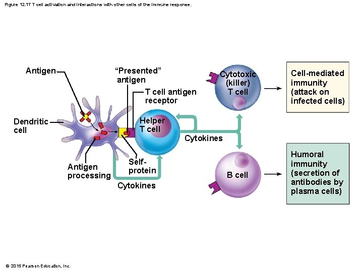 Figure 12. 17 T cell activation and interactions with other cells of the immune