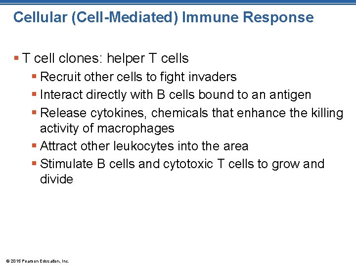 Cellular (Cell-Mediated) Immune Response § T cell clones: helper T cells § Recruit other